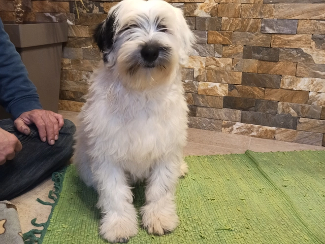 Tibetan Terrier puppy for sale