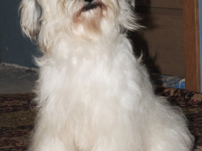 Tibetan Terrier puppy for sale