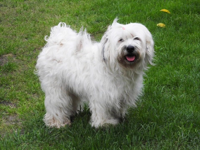 Tibetan Terrier puppy for sale