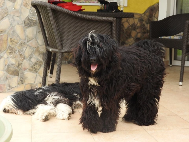 Tibetan Terrier puppy for sale