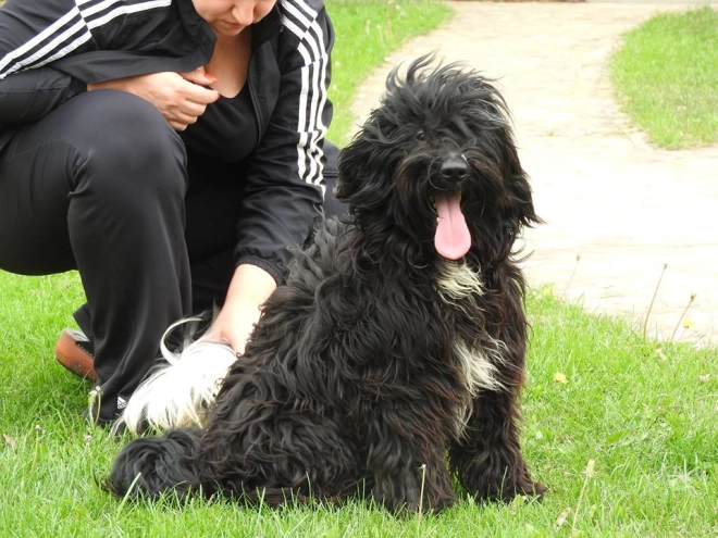 Tibetan Terrier puppy for sale