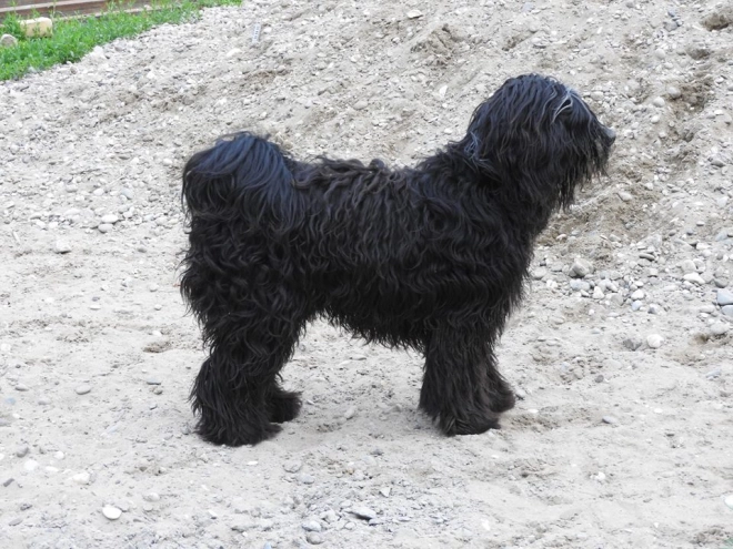 Tibetan Terrier puppy for sale