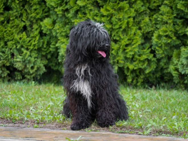 Tibetan Terrier puppy for sale