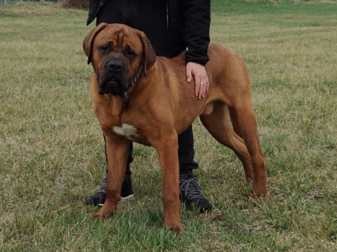 Perros Tosa Inu en venta