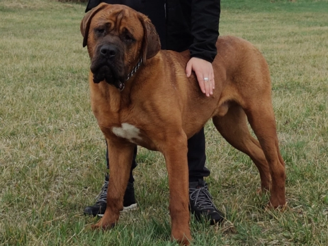 Perros Tosa Inu en venta