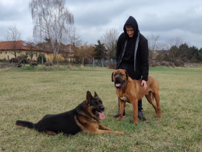 Perros Tosa Inu en venta