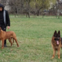 Perros Tosa Inu en venta