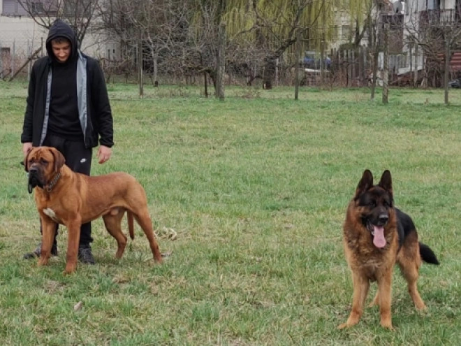 Perros Tosa Inu en venta