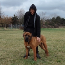 Perros Tosa Inu en venta