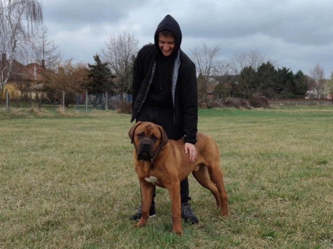 Perros Tosa Inu en venta