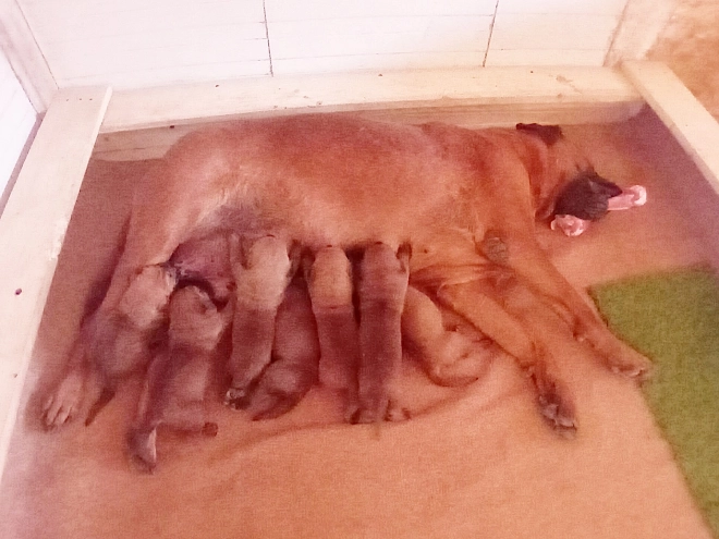 Tosa Inu Welpe kaufen
