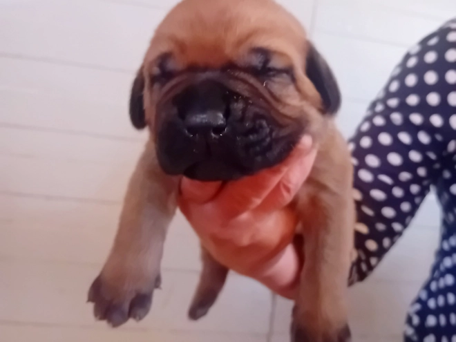 Tosa Inu Welpe kaufen