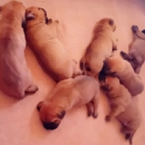 Promising litter!, red Tosa Inu Welpen kaufen