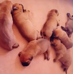Tosa Inu Welpe kaufen