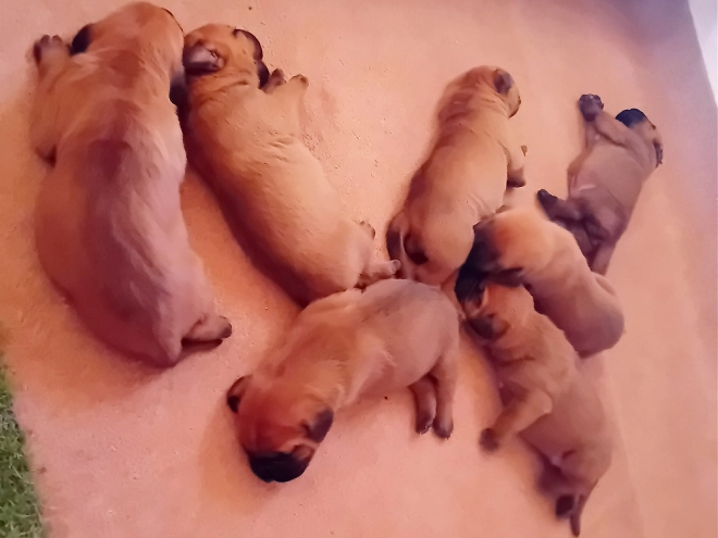 Tosa Inu Welpe kaufen