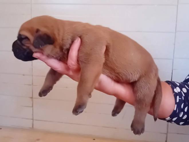 Tosa Inu Welpe kaufen