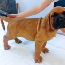 Saba, red Tosa Inu for sale