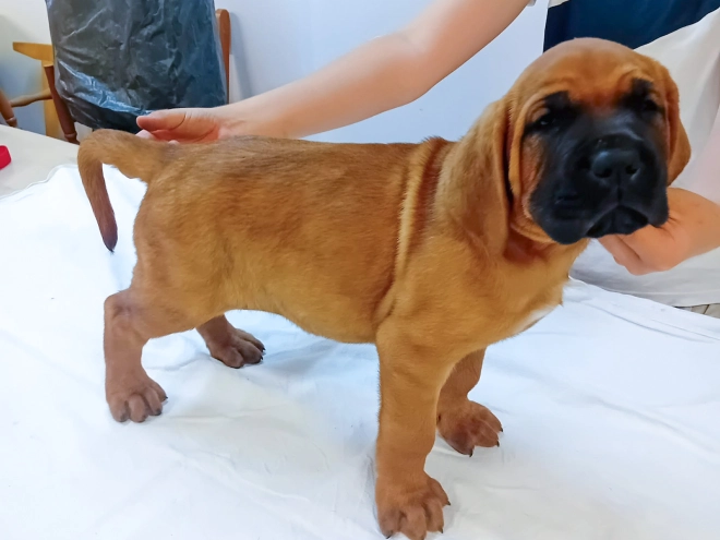 Tosa Inu puppy for sale