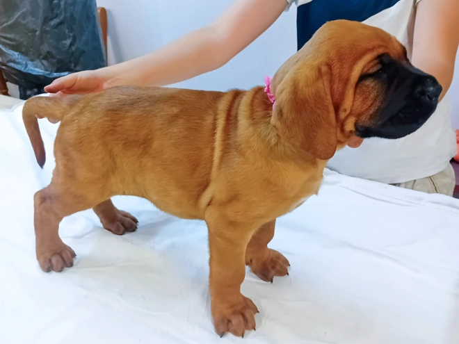 Tosa Inu puppy for sale
