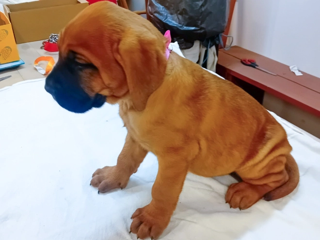 Tosa Inu puppy for sale