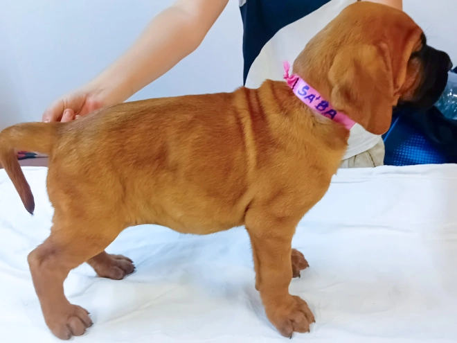 Tosa Inu puppy for sale