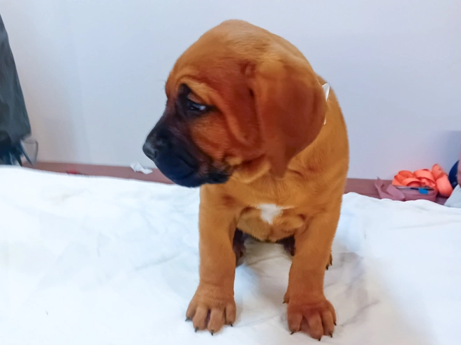 Tosa Inu puppy for sale