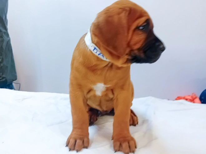 Tosa Inu puppy for sale