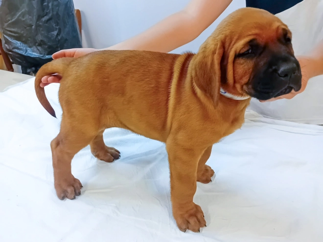 Tosa Inu puppy for sale