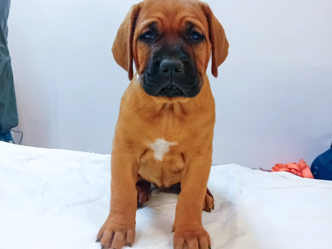 Tosa Inu puppy for sale