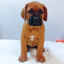 Daiko, red Tosa Inu for sale