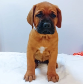 Tosa Inu puppy for sale