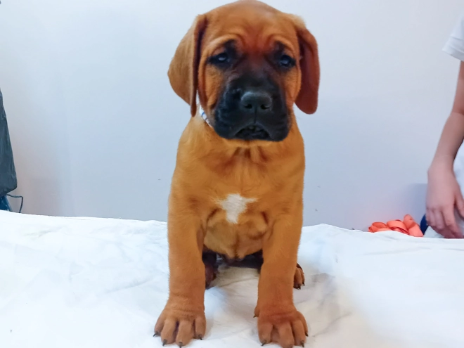 Tosa Inu puppy for sale