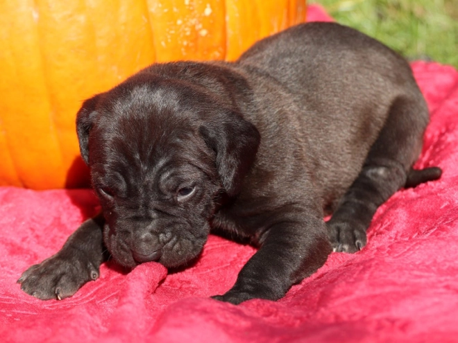 Tosa Inu puppy for sale