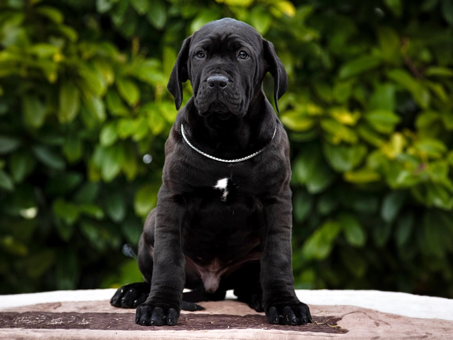 Tosa Inu puppy for sale