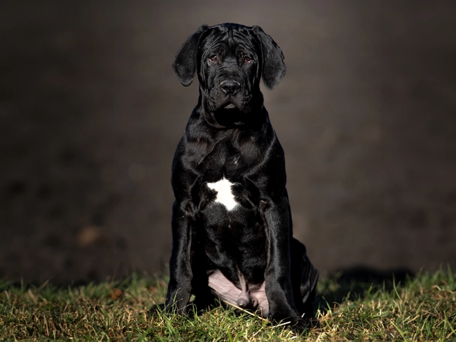 Tosa Inu puppy for sale