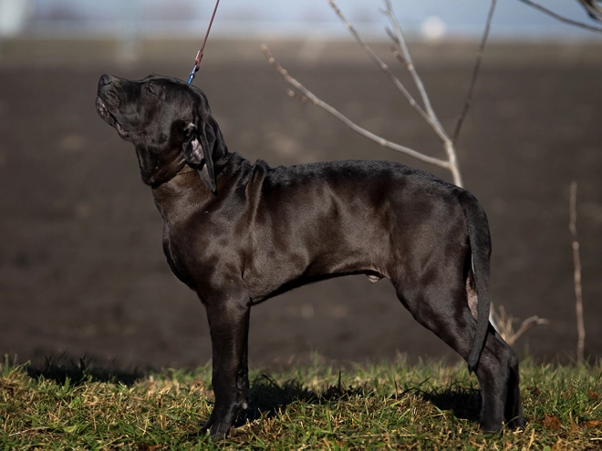Tosa Inu puppy for sale