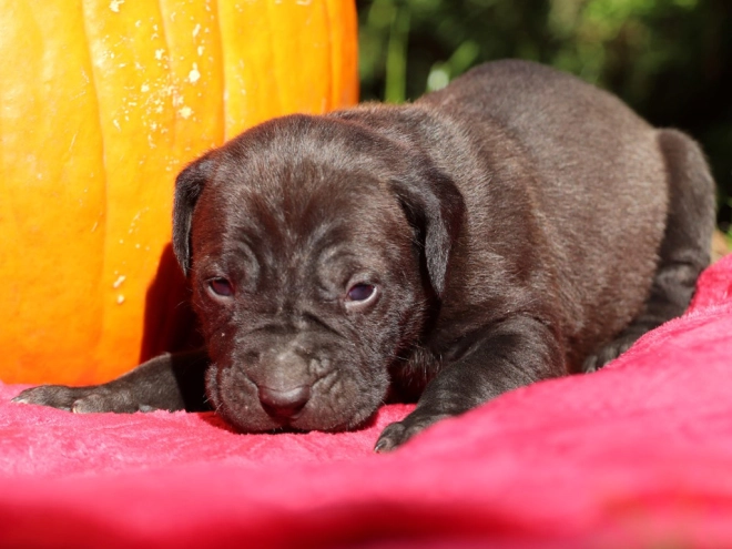 Tosa Inu puppy for sale