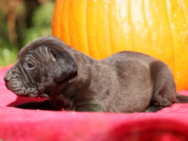 Tosa Inu puppy for sale