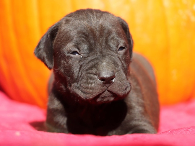Tosa Inu puppy for sale