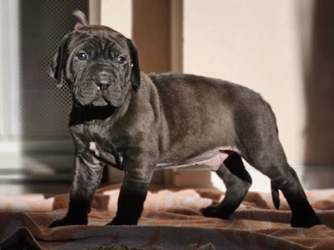 Tosa Inu puppy for sale