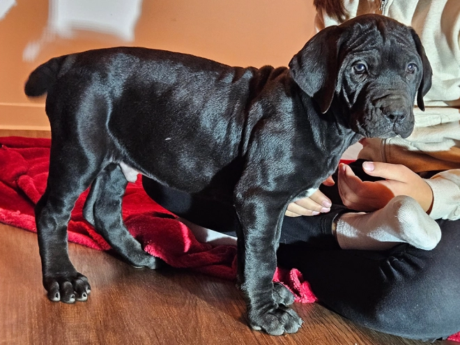 Tosa Inu puppy for sale