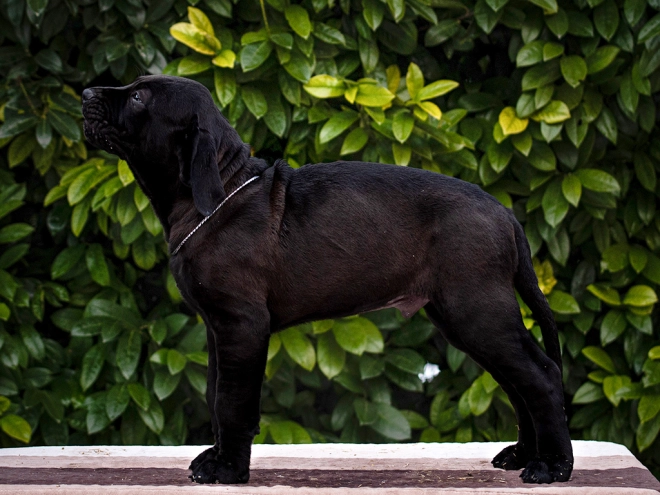 Tosa Inu puppy for sale