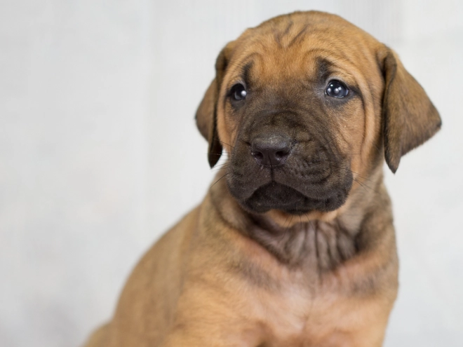 Tosa Inu puppy for sale