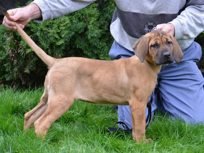 Tosa Inu puppy for sale