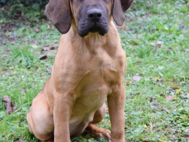 Tosa Inu puppy for sale