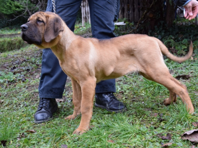 Tosa Inu puppy for sale