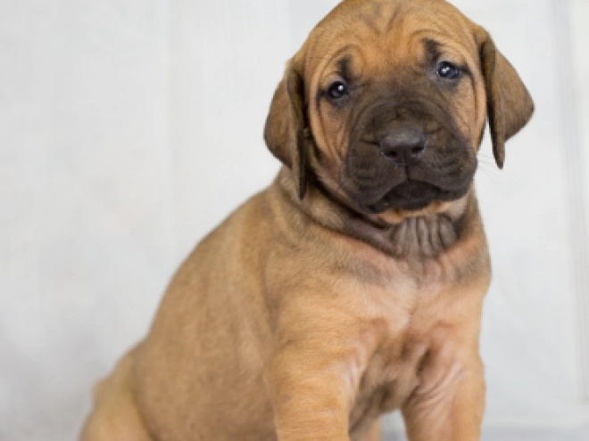Tosa Inu puppy for sale