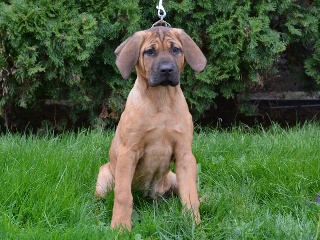 Tosa Inu puppy for sale