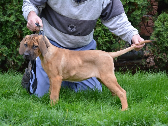 Tosa Inu puppy for sale