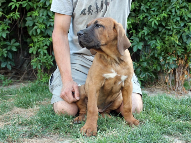 Tosa Inu puppy for sale